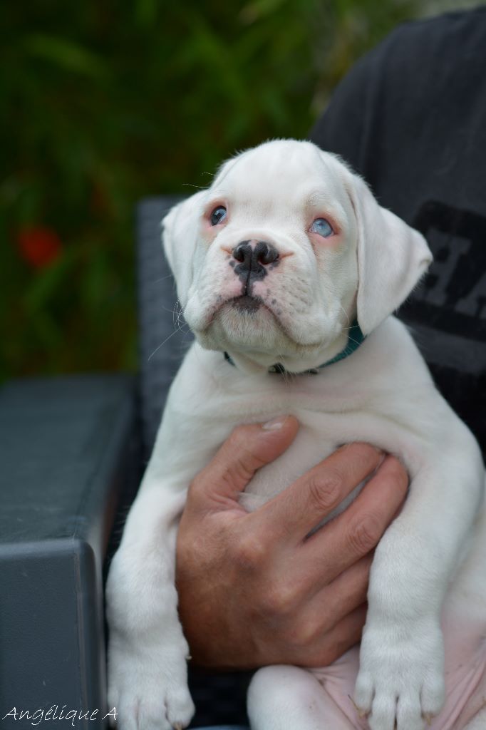 Vom Schlossberg Turm - Negan un amour de boxer