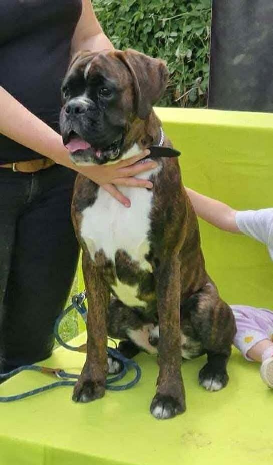 VIKRAM VOM SCHLOSSBERG DISPONIBLE POUR SAILLIE